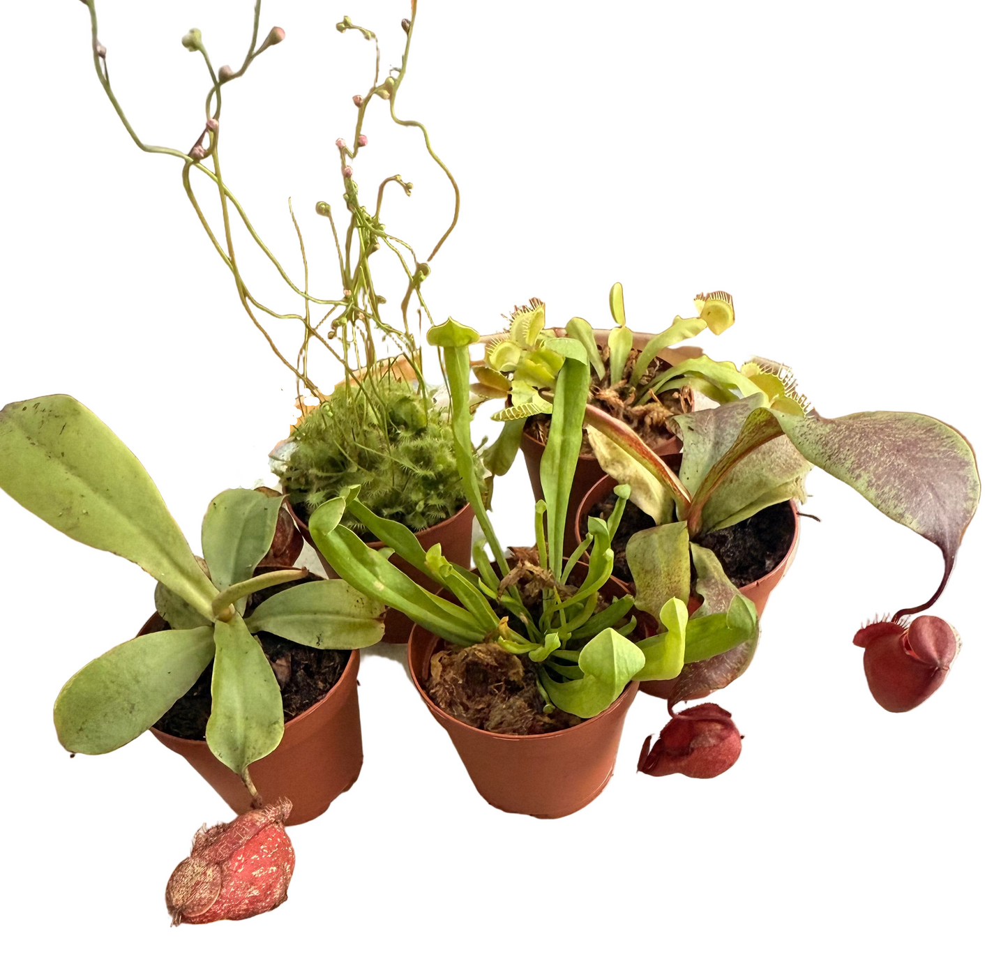 Mix of Carnivorous Live Plants - Low-Maintenance - Sundew - Sarracenia - Nepanthes - Insect-eating Plants - Terrarium Carnivorous Plants