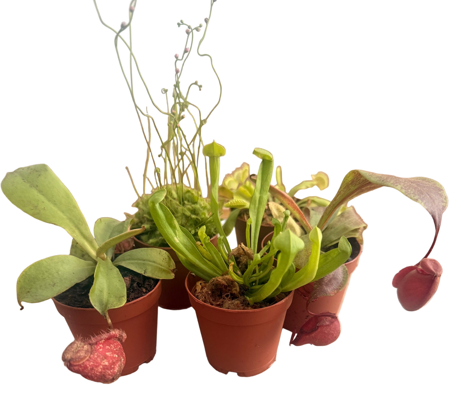 Mix of Carnivorous Live Plants - Low-Maintenance - Sundew - Sarracenia - Nepanthes - Insect-eating Plants - Terrarium Carnivorous Plants