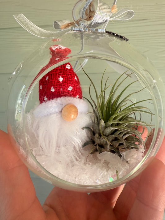 Christmas Air Plant Globe - Gnome Variety - Air Plant Christmas Decoration - Christmas Tree Ornament - Live Air Plant - Ionantha Air Plant - Christmas Gifts For Her - Plant Lover Christmas Gift - Holiday Terrarium Décor
