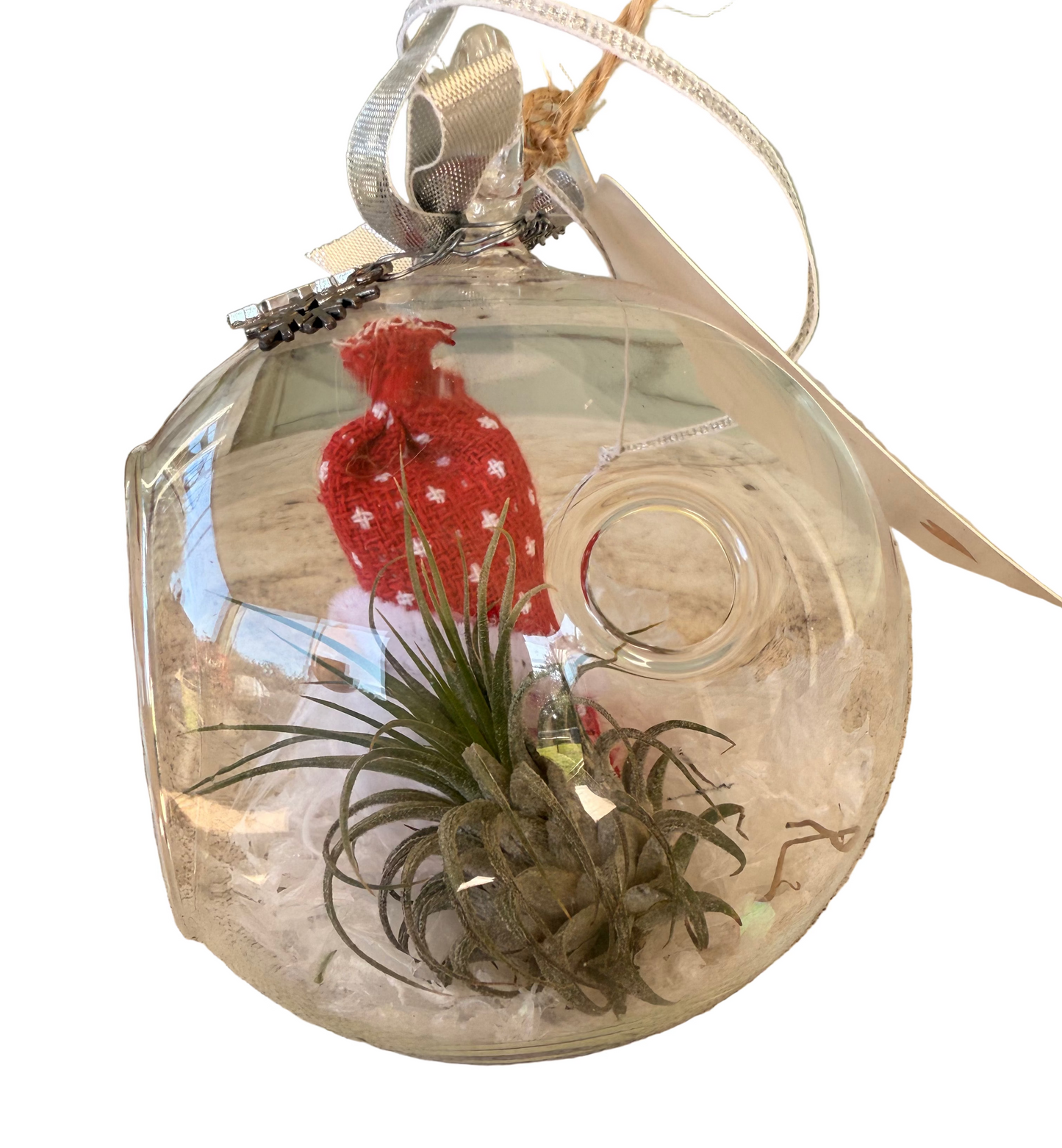 Christmas Air Plant Globe - Gnome Variety - Air Plant Christmas Decoration - Christmas Tree Ornament - Live Air Plant - Ionantha Air Plant - Christmas Gifts For Her - Plant Lover Christmas Gift - Holiday Terrarium Décor