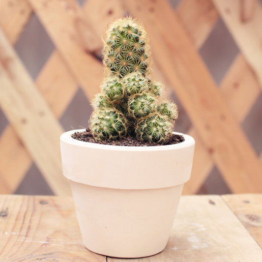 Lady Fingers Cactus Mammillaria Elongata