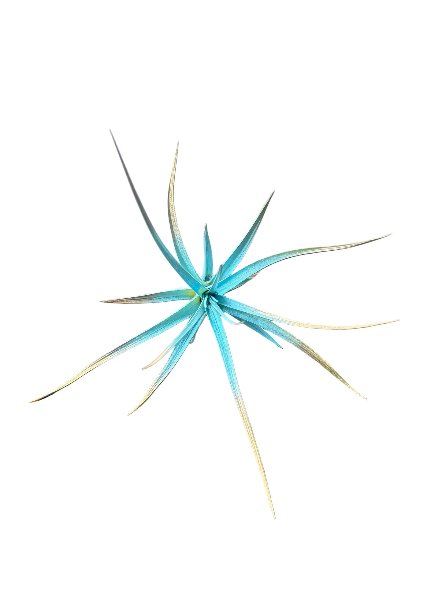 Winter 3 Pack Air Plants - Blue/Purple Theme - Holiday Gift Ideas - Live Air Plants Air Purifying - No Dirt Needed - Air Plant - Easy Care Indoor Plant - Colorful Decoration Plant