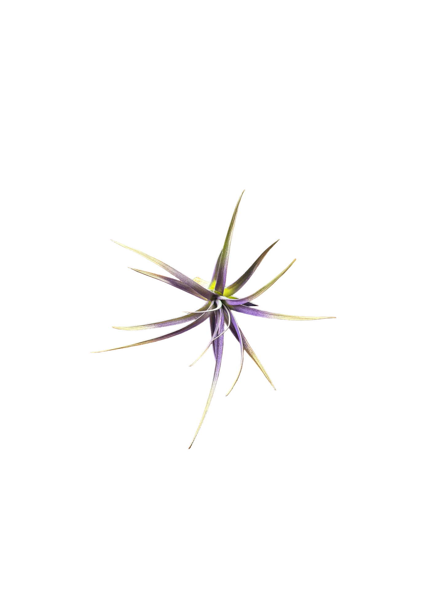 Winter 3 Pack Air Plants - Blue/Purple Theme - Holiday Gift Ideas - Live Air Plants Air Purifying - No Dirt Needed - Air Plant - Easy Care Indoor Plant - Colorful Decoration Plant