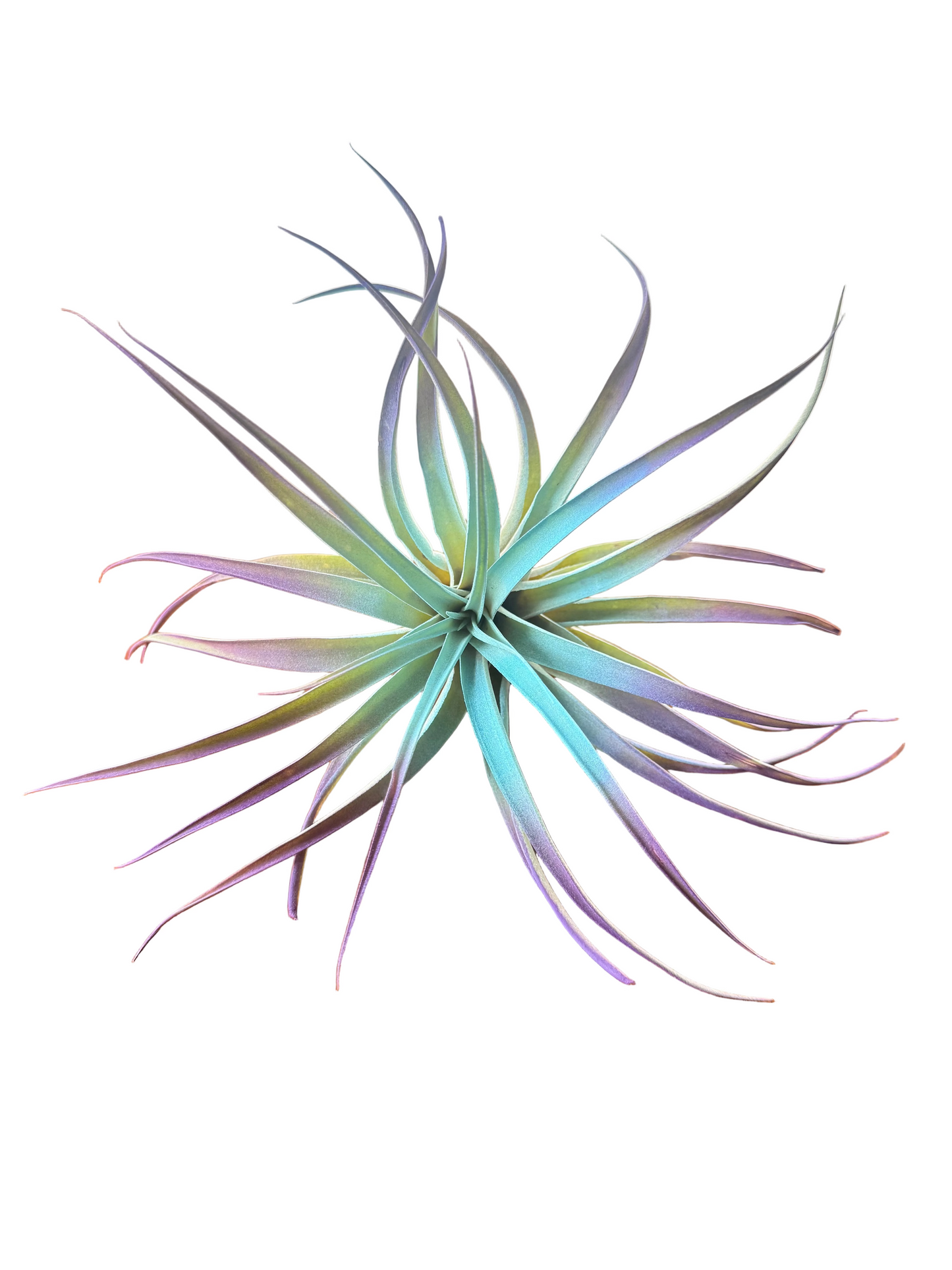 Winter 3 Pack Air Plants - Blue/Purple Theme - Holiday Gift Ideas - Live Air Plants Air Purifying - No Dirt Needed - Air Plant - Easy Care Indoor Plant - Colorful Decoration Plant