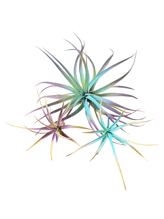 Winter 3 Pack Air Plants - Blue/Purple Theme - Holiday Gift Ideas - Live Air Plants Air Purifying - No Dirt Needed - Air Plant - Easy Care Indoor Plant - Colorful Decoration Plant