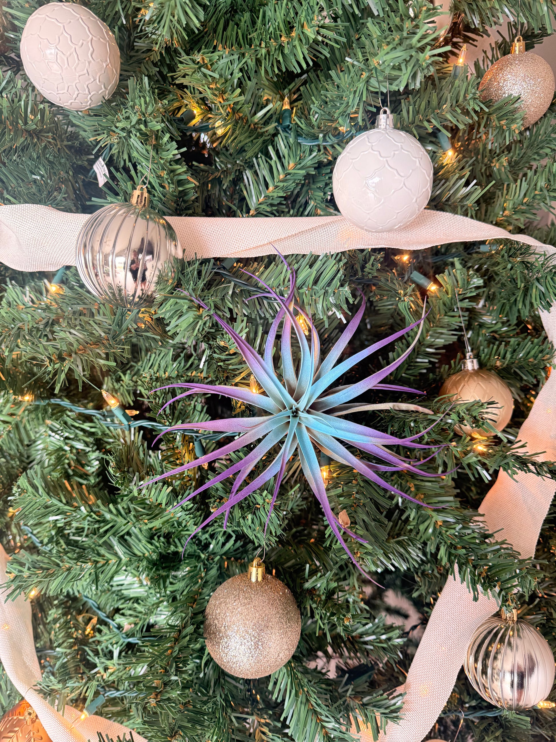 air plant christmas tree Winter 3 Pack Air Plants - Blue/Purple Theme - Holiday Gift Ideas - Live Air Plants Air Purifying - No Dirt Needed - Air Plant