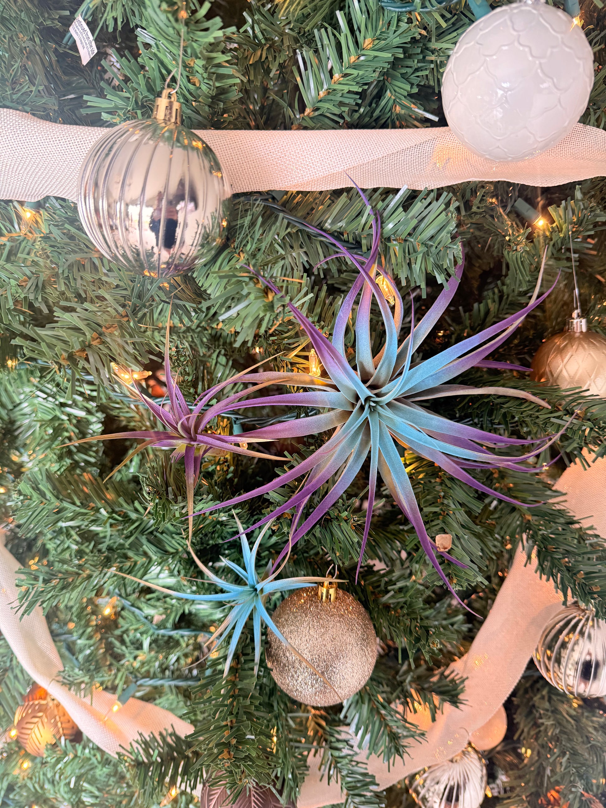 air plants in winter Winter 3 Pack Air Plants - Blue/Purple Theme - Holiday Gift Ideas