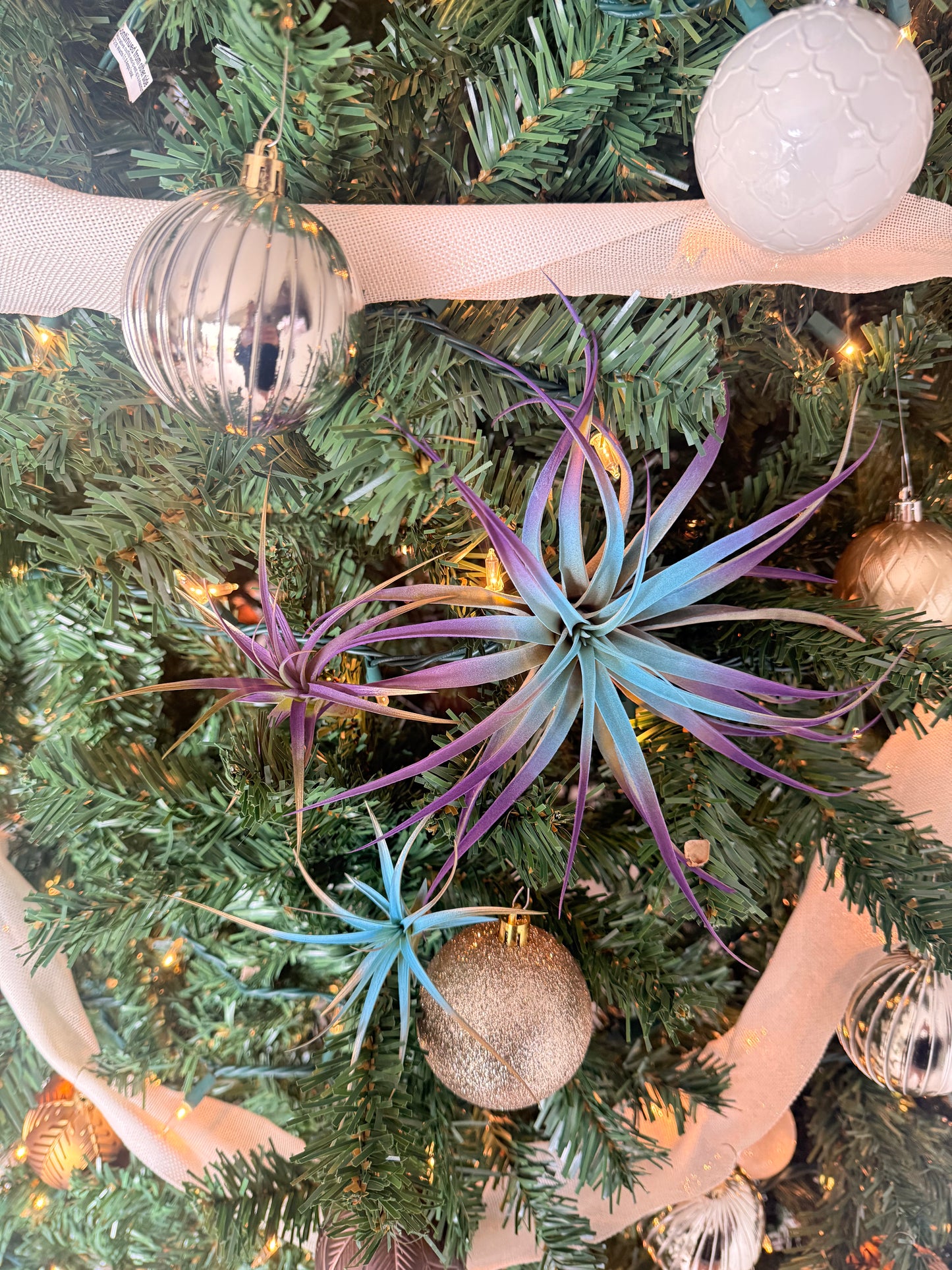 Winter 3 Pack Air Plants - Blue/Purple Theme - Holiday Gift Ideas
