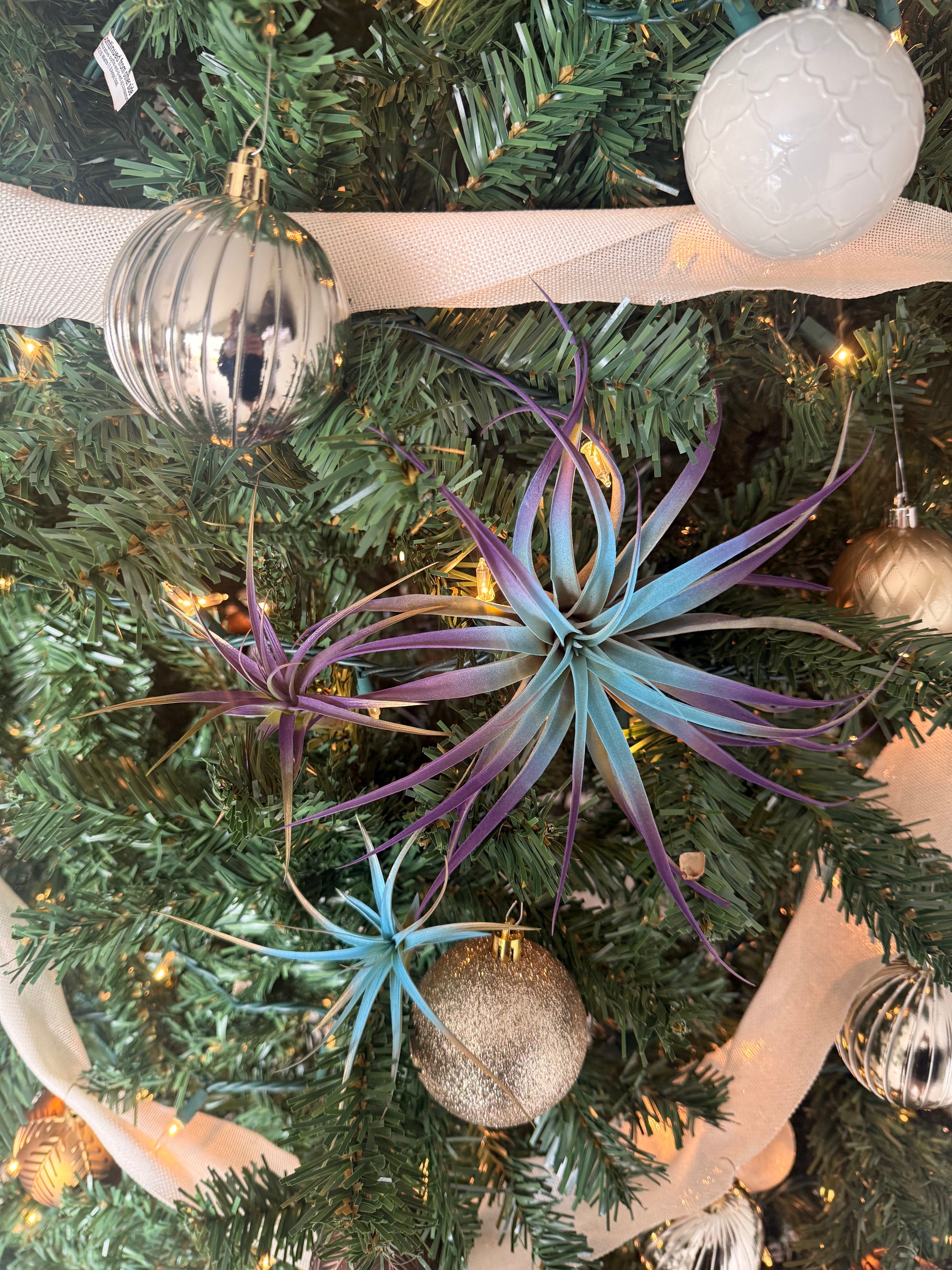 air plant christmas ideas Winter 3 Pack Air Plants - Blue/Purple Theme - Holiday Gift Ideas - Live Air Plants Air Purifying - No Dirt Needed - Air Plant