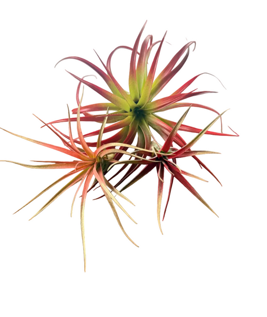 Winter 3 Pack Air Plants - Red Theme - Holiday Gift Ideas - Live Air Plants Air Purifying - No Dirt Needed - Air Plant - Easy Care Indoor Plant - Colorful Decoration Plant