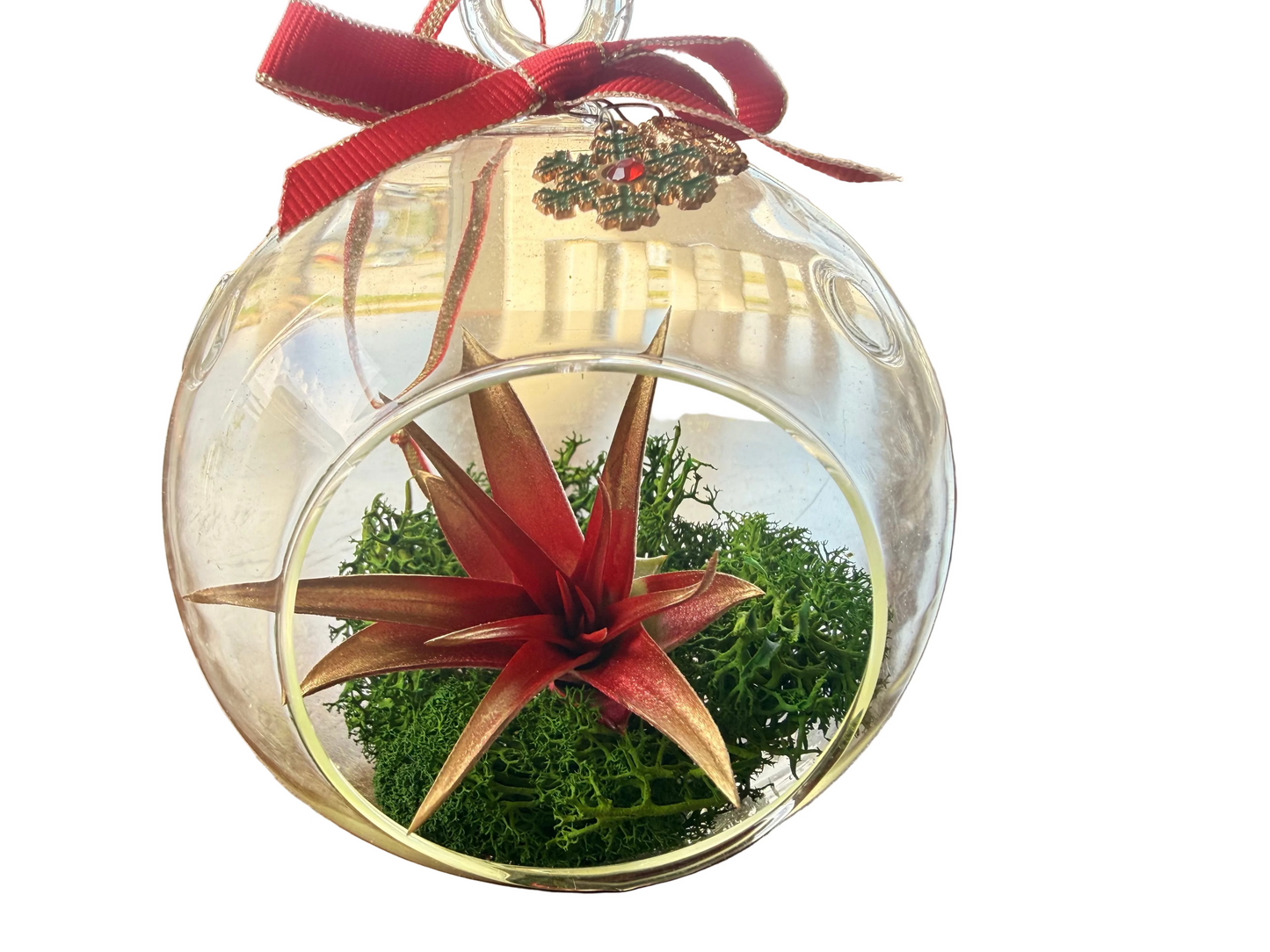 Christmas Air Plant Globe - Red Plant with Moss Variety - Air Plant Christmas Decoration - Christmas Tree Ornament - Live Air Plant - Ionantha Air Plant - Christmas Gifts For Her - Plant Lover Christmas Gift - Holiday Terrarium Décor