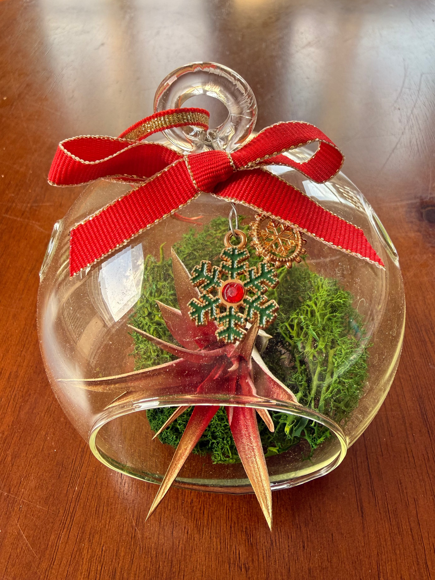 Christmas Air Plant Globe - Red Plant with Moss Variety - Air Plant Christmas Decoration - Christmas Tree Ornament - Live Air Plant - Ionantha Air Plant - Christmas Gifts For Her - Plant Lover Christmas Gift - Holiday Terrarium Décor