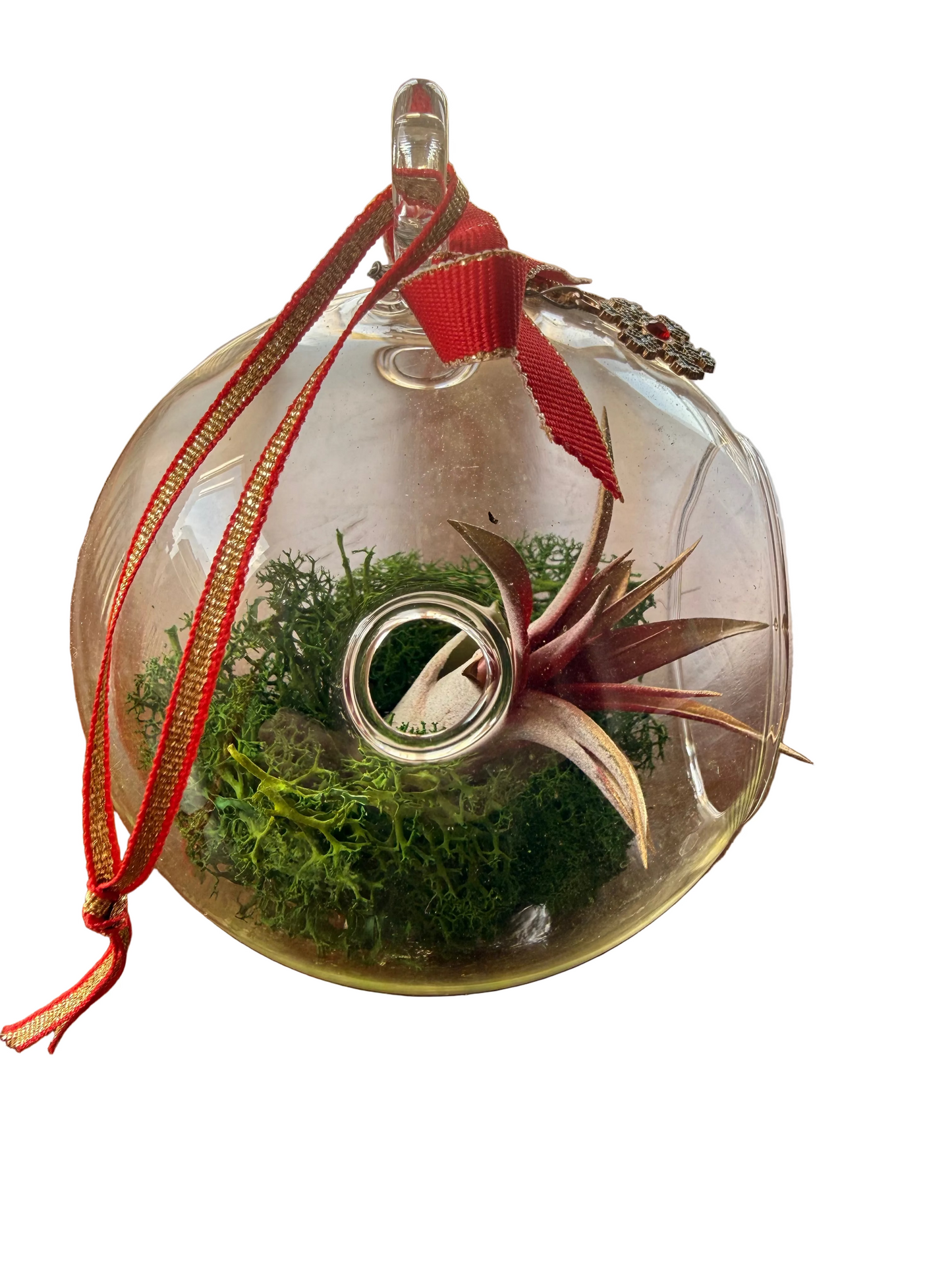 Christmas Air Plant Globe - Red Plant with Moss Variety - Air Plant Christmas Decoration - Christmas Tree Ornament - Live Air Plant - Ionantha Air Plant - Christmas Gifts For Her - Plant Lover Christmas Gift - Holiday Terrarium Décor