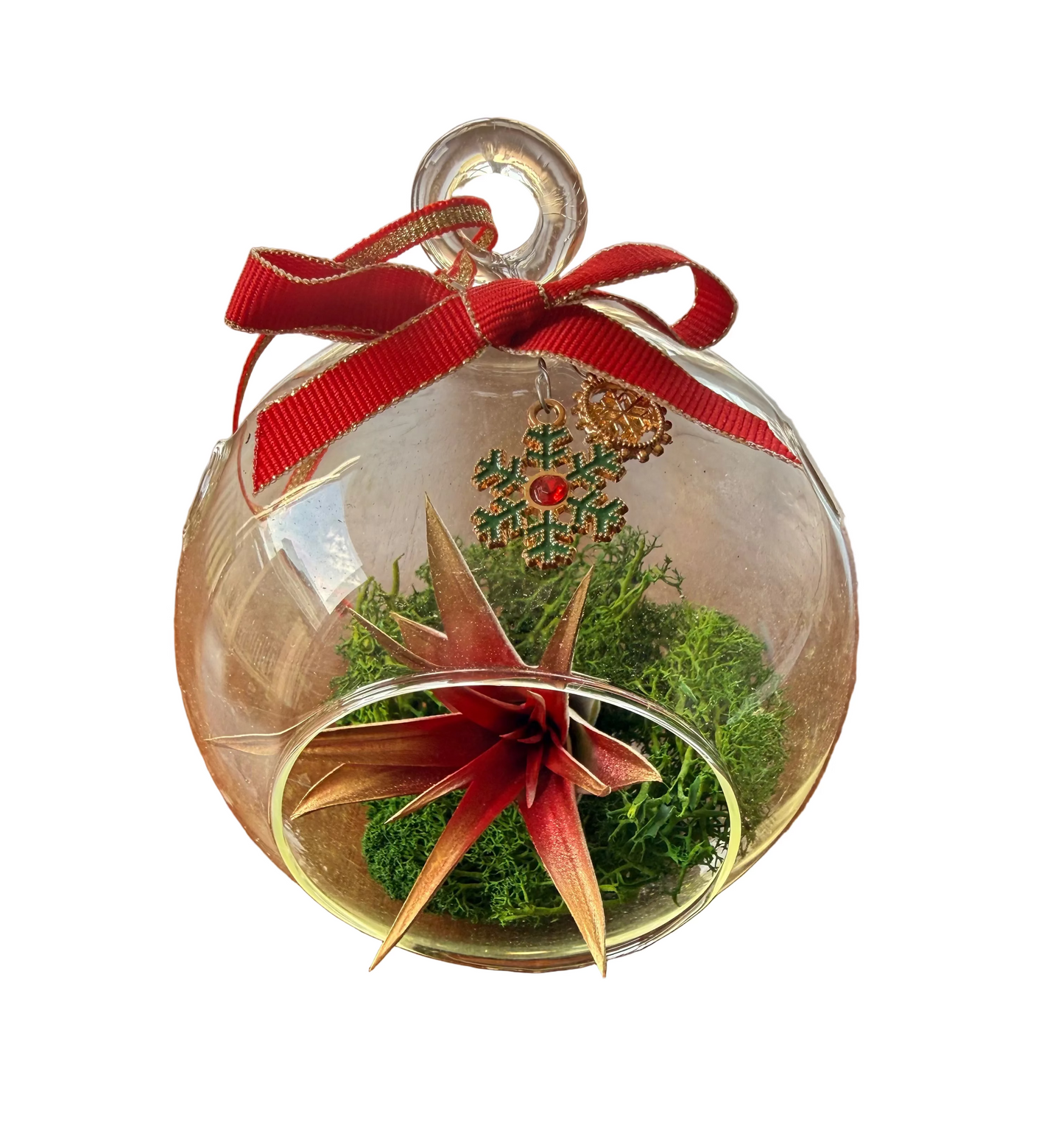 Christmas Air Plant Globe - Red Plant with Moss Variety - Air Plant Christmas Decoration - Christmas Tree Ornament - Live Air Plant - Ionantha Air Plant - Christmas Gifts For Her - Plant Lover Christmas Gift - Holiday Terrarium Décor
