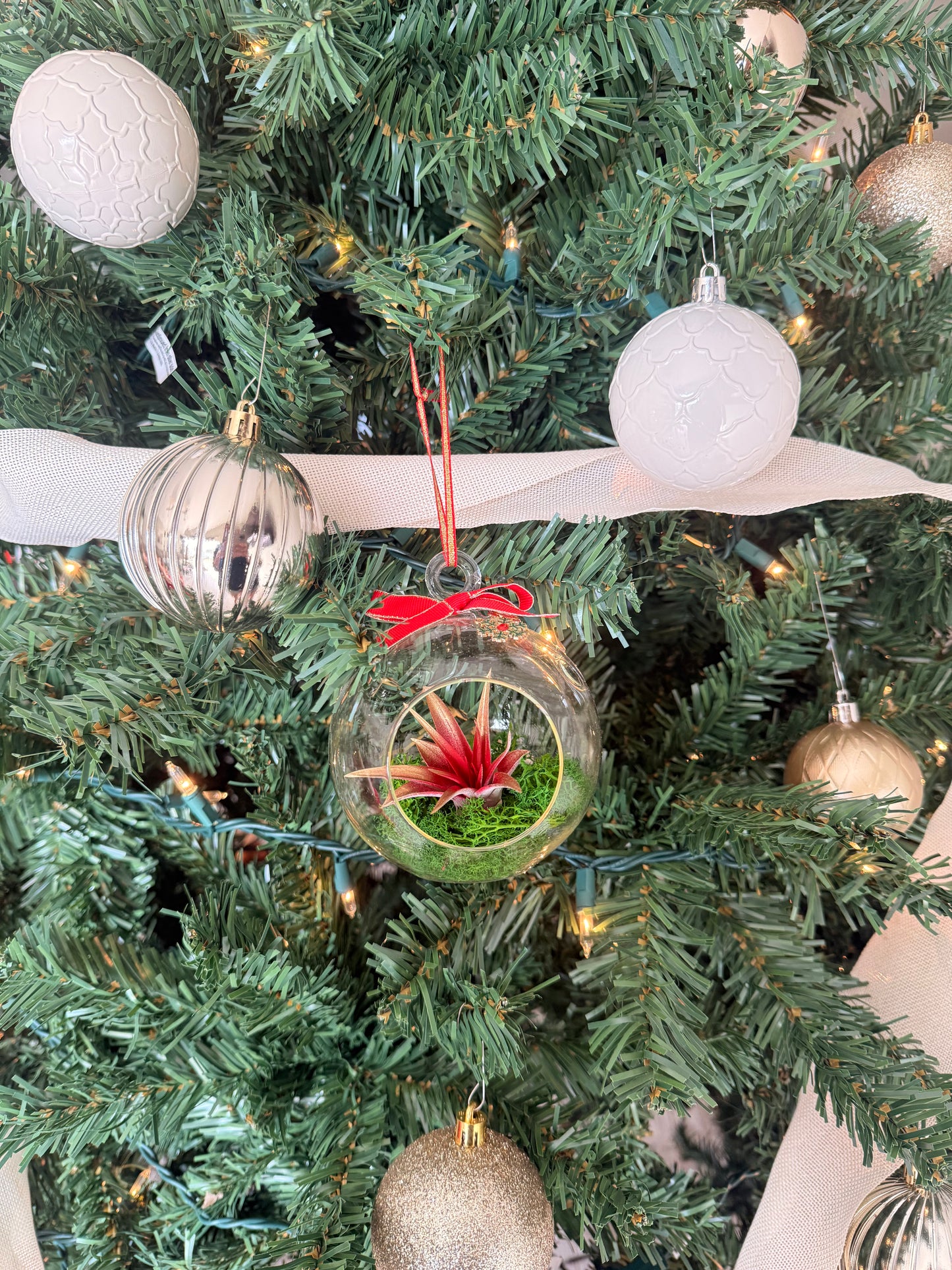 Christmas Air Plant Globe - Red Plant with Moss Variety - Air Plant Christmas Decoration - Christmas Tree Ornament - Live Air Plant - Ionantha Air Plant - Christmas Gifts For Her - Plant Lover Christmas Gift - Holiday Terrarium Décor