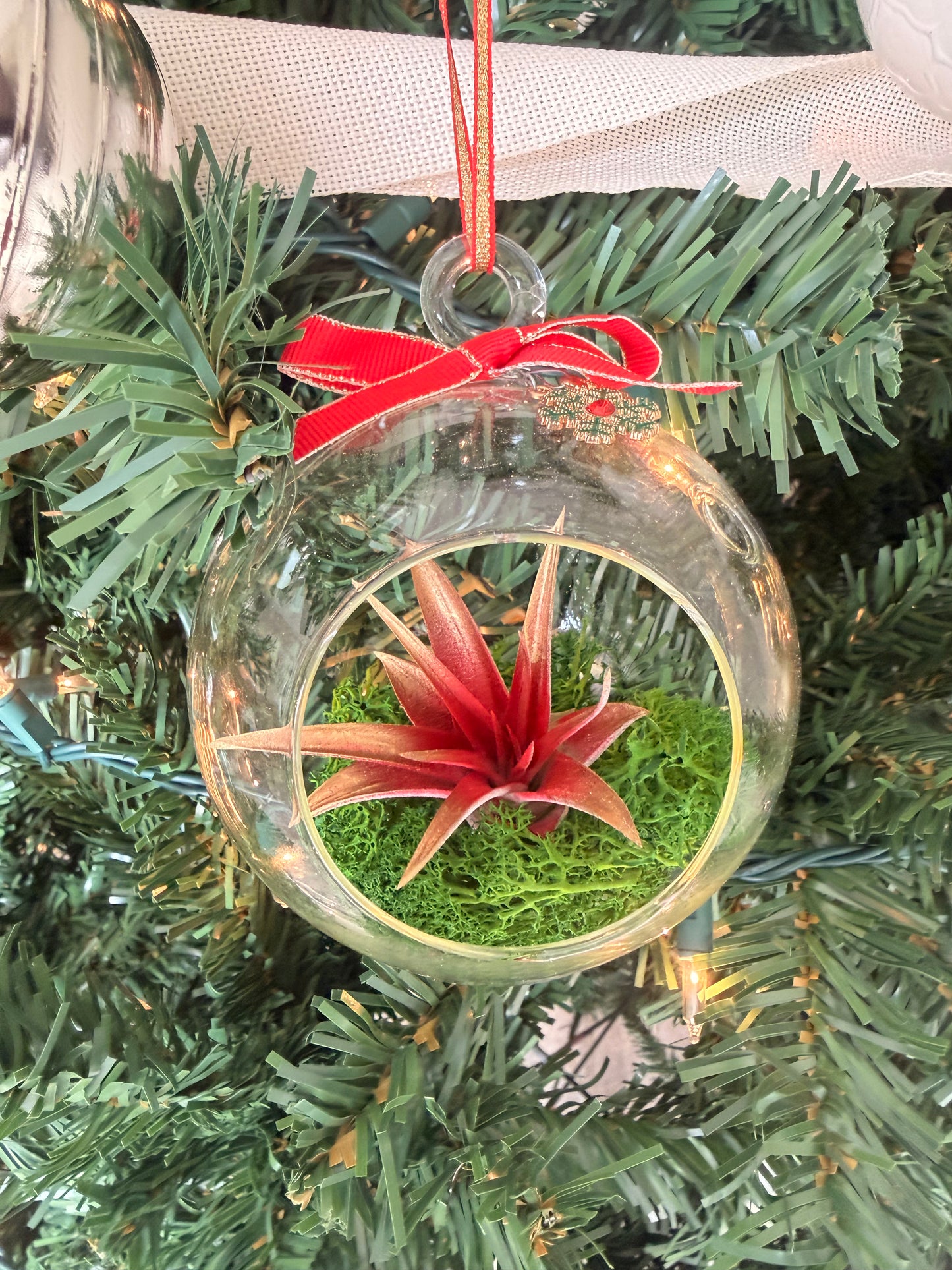 Christmas Air Plant Globe - Red Plant with Moss Variety - Air Plant Christmas Decoration - Christmas Tree Ornament - Live Air Plant - Ionantha Air Plant - Christmas Gifts For Her - Plant Lover Christmas Gift - Holiday Terrarium Décor