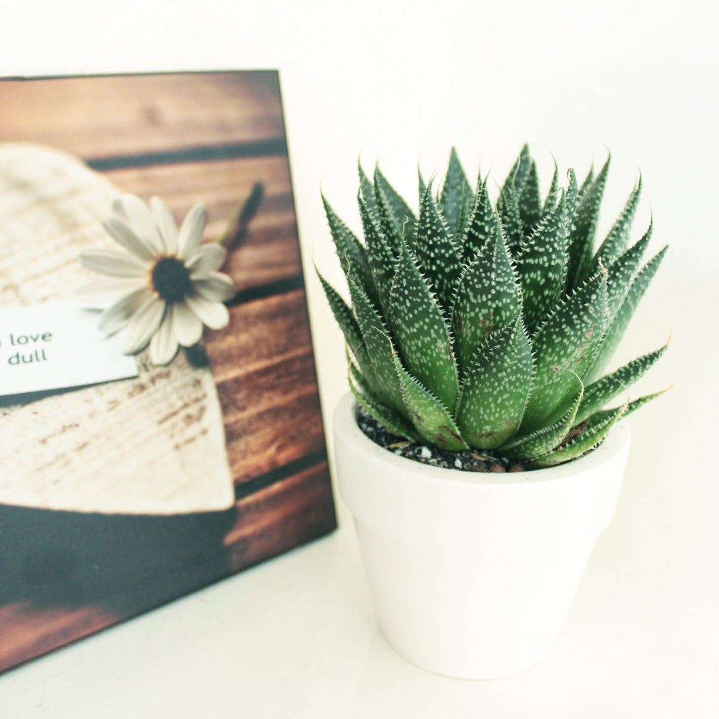 Gasteria Flow Spiky Aloe