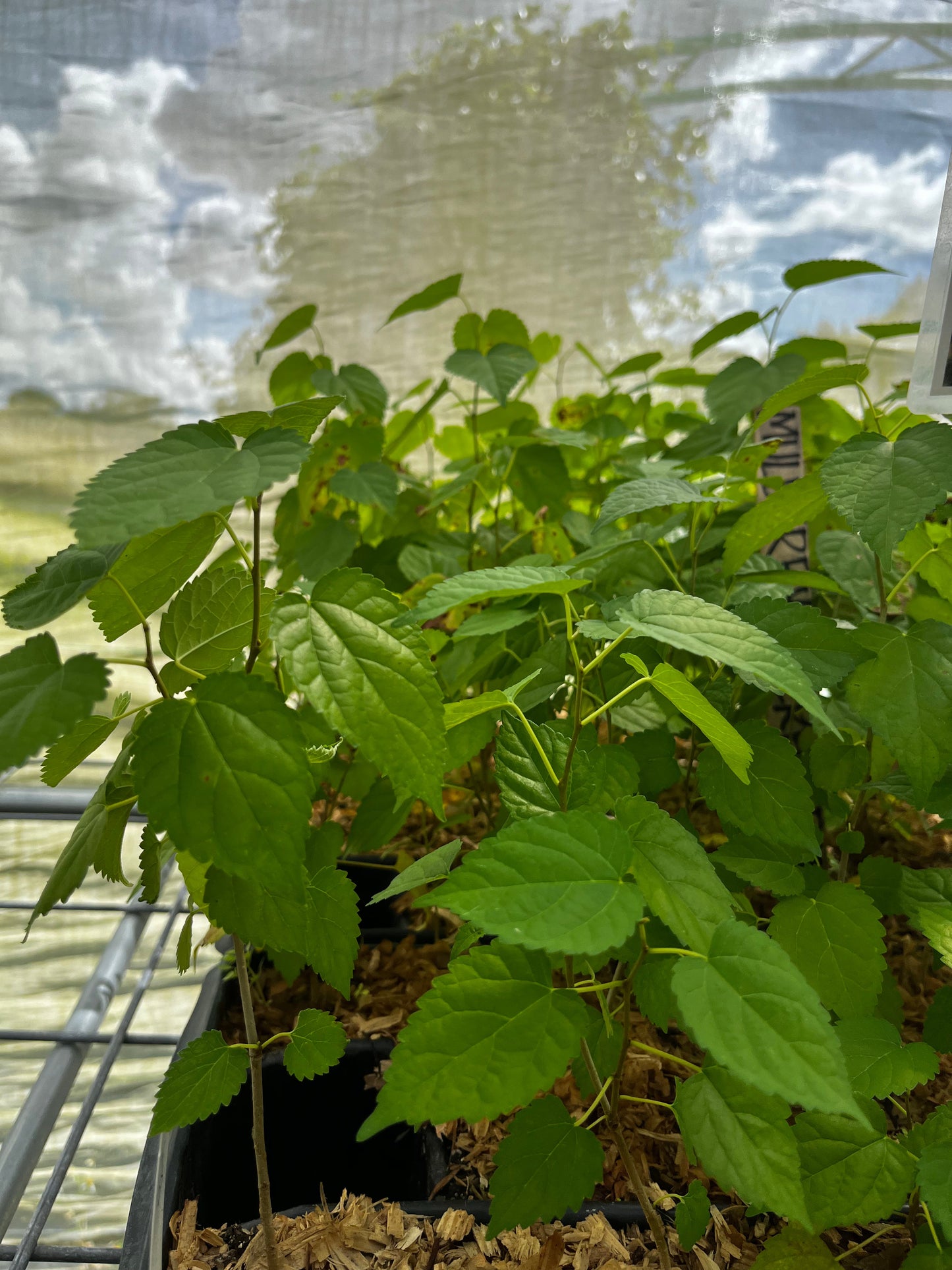 Mulberry 'Everbearing' (Morus nigra)