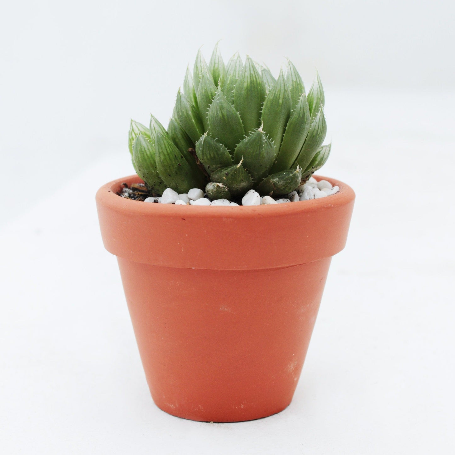 Haworthia Cooperi Succulent