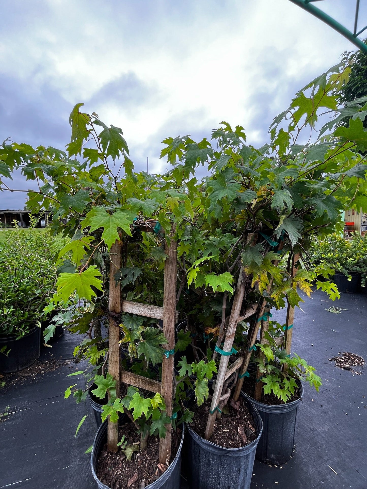 Grape 'Southern Home' (Vitis rotundifolia x Vitis vinifera)