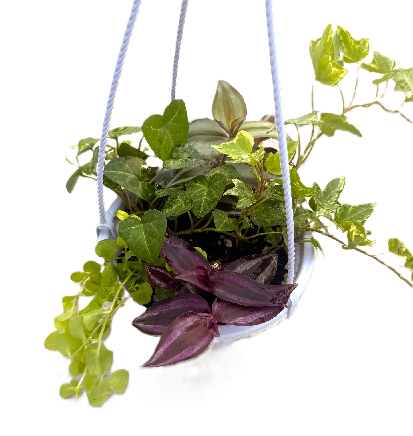 6-inch Hanging Basket With 4 Mixed Trailing Plants