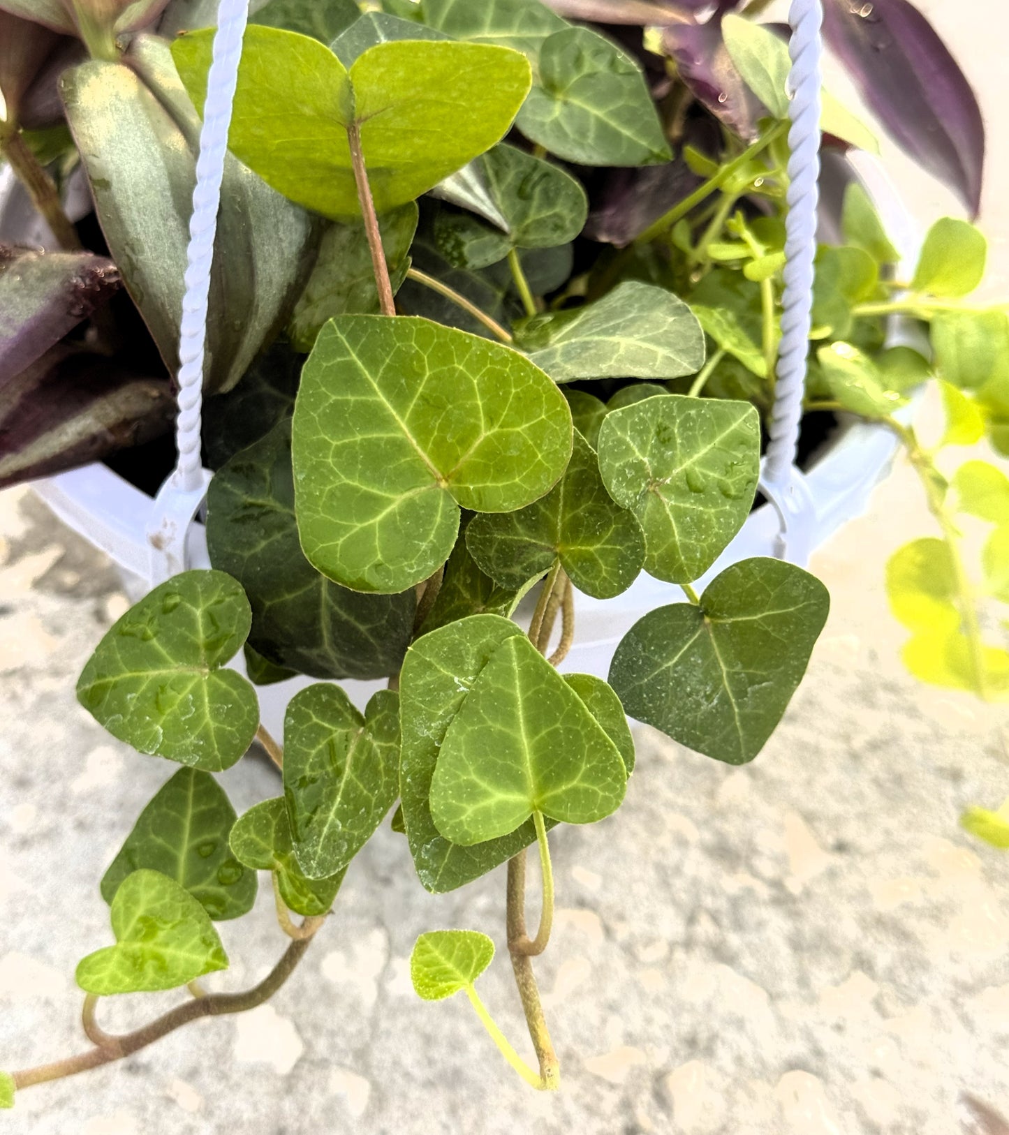 6-inch Hanging Basket With 4 Mixed Trailing Plants