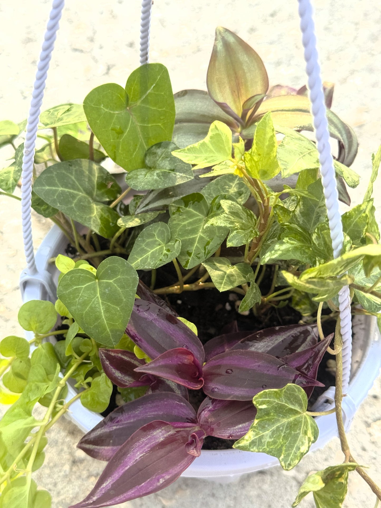 6-inch Hanging Basket With 4 Mixed Trailing Plants