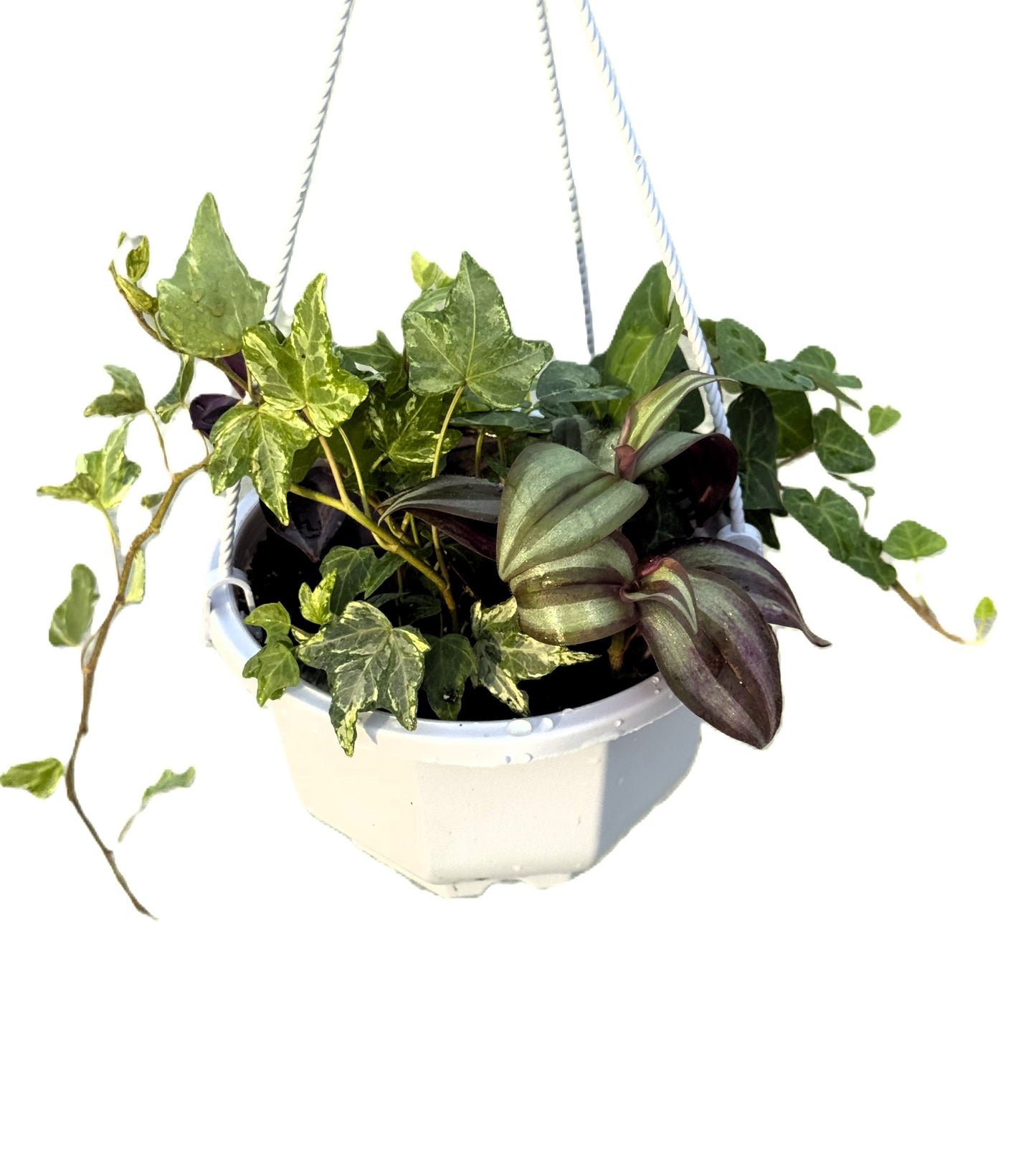 6-inch Hanging Basket With 4 Mixed Trailing Plants