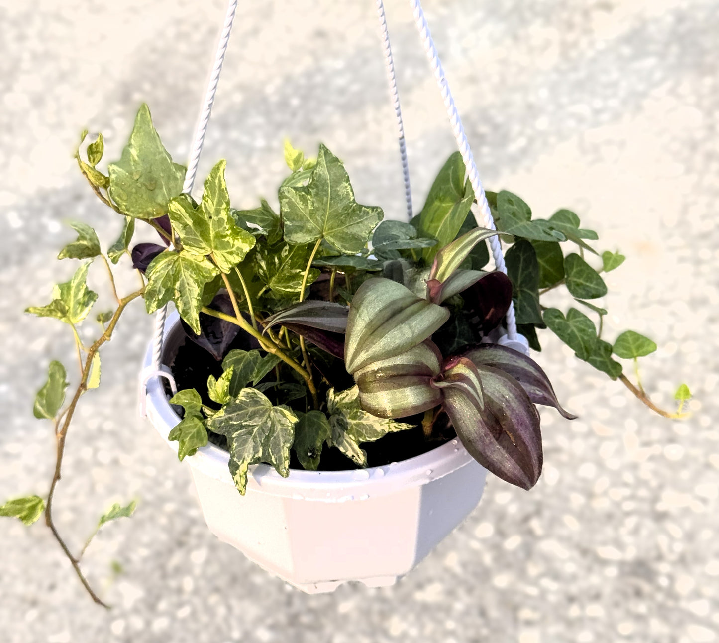 6-inch Hanging Basket With 4 Mixed Trailing Plants