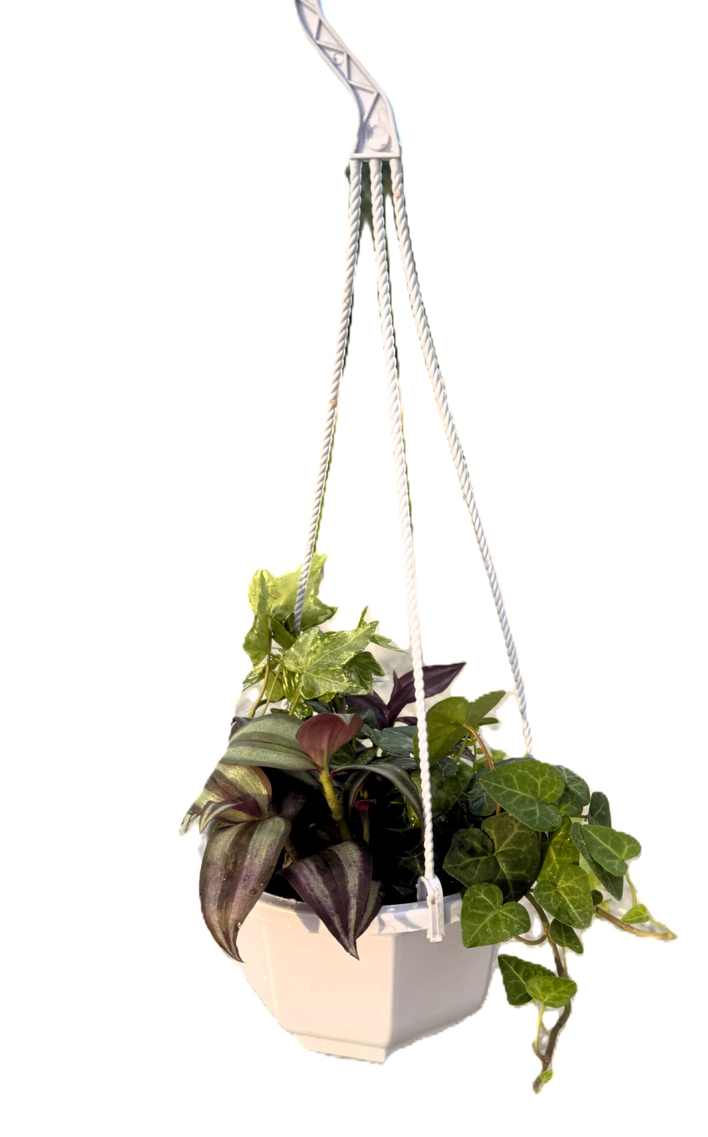 6-inch Hanging Basket With 4 Mixed Trailing Plants