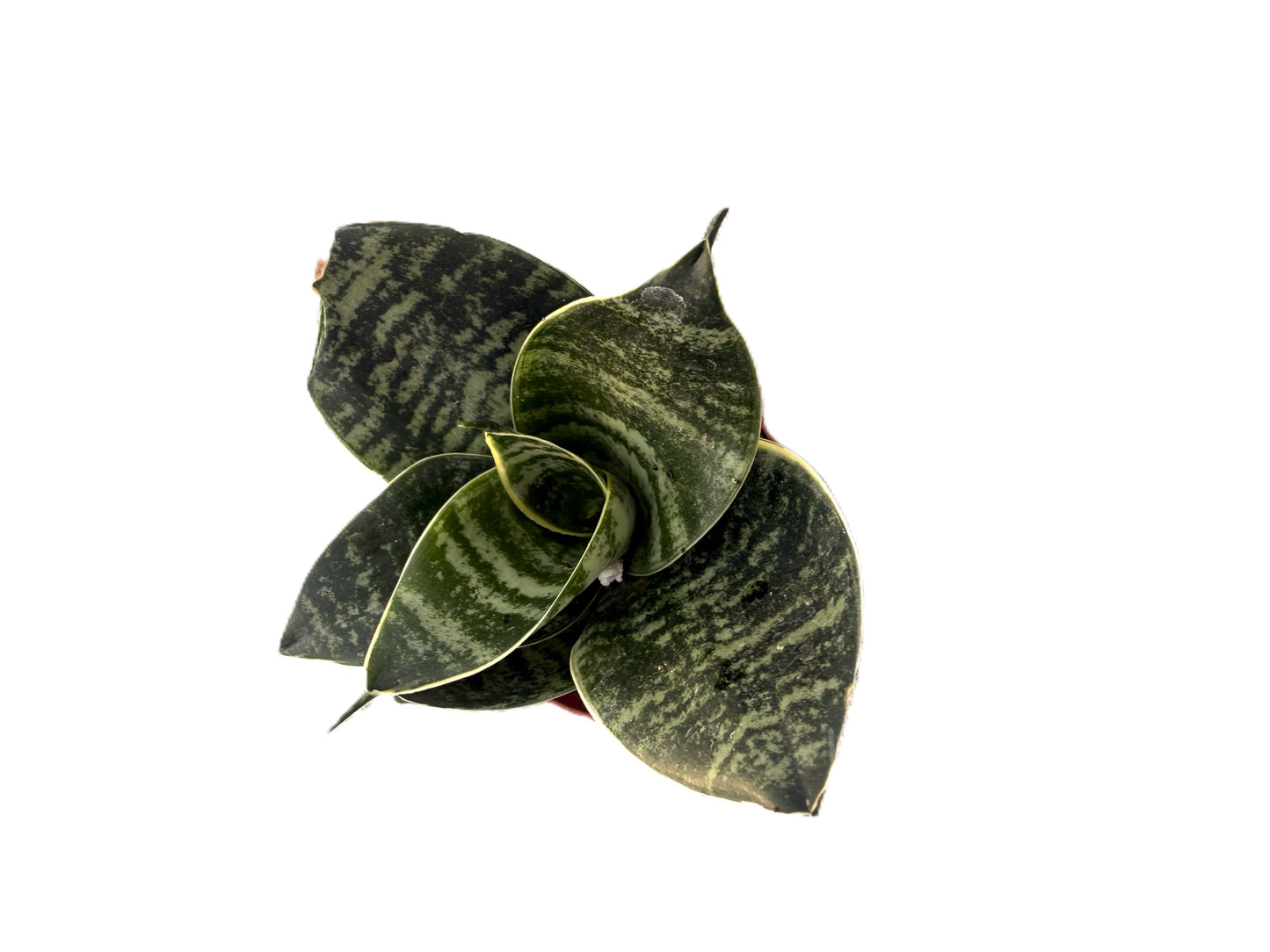 Sansevieria 'Hahnii' - Snake Plant -
