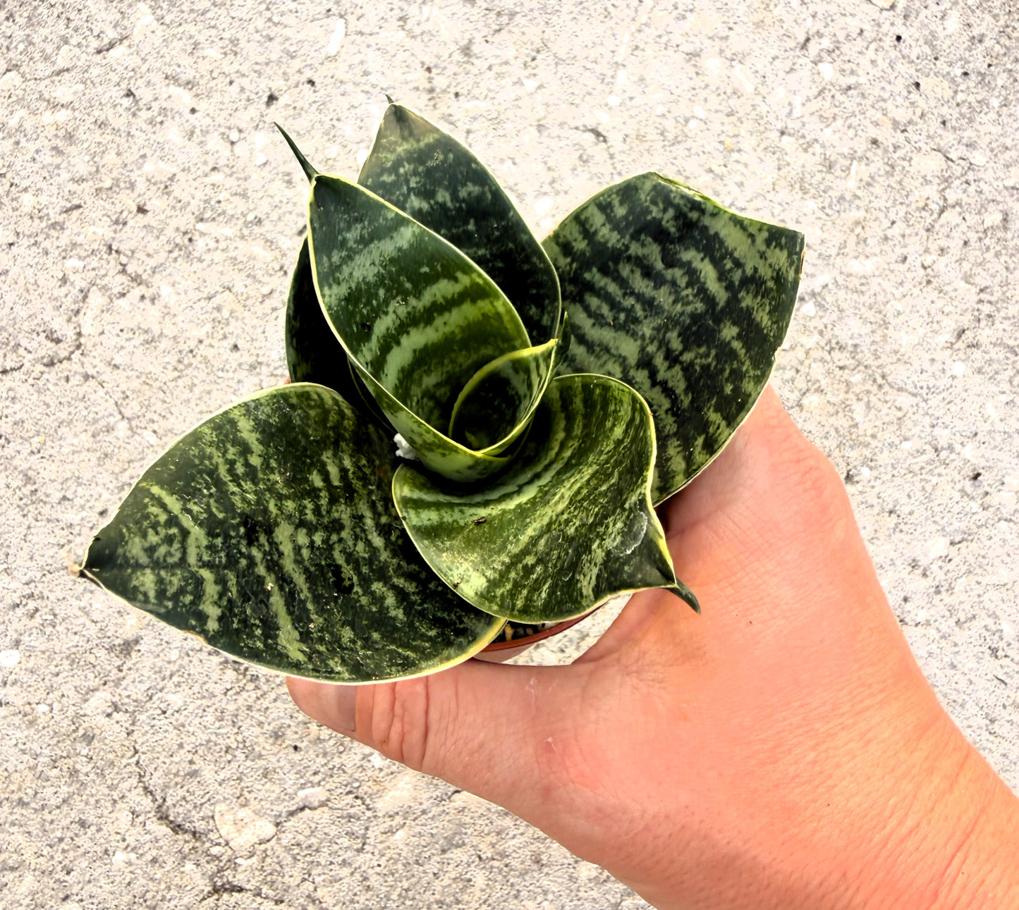 Sansevieria 'Hahnii' - Snake Plant -