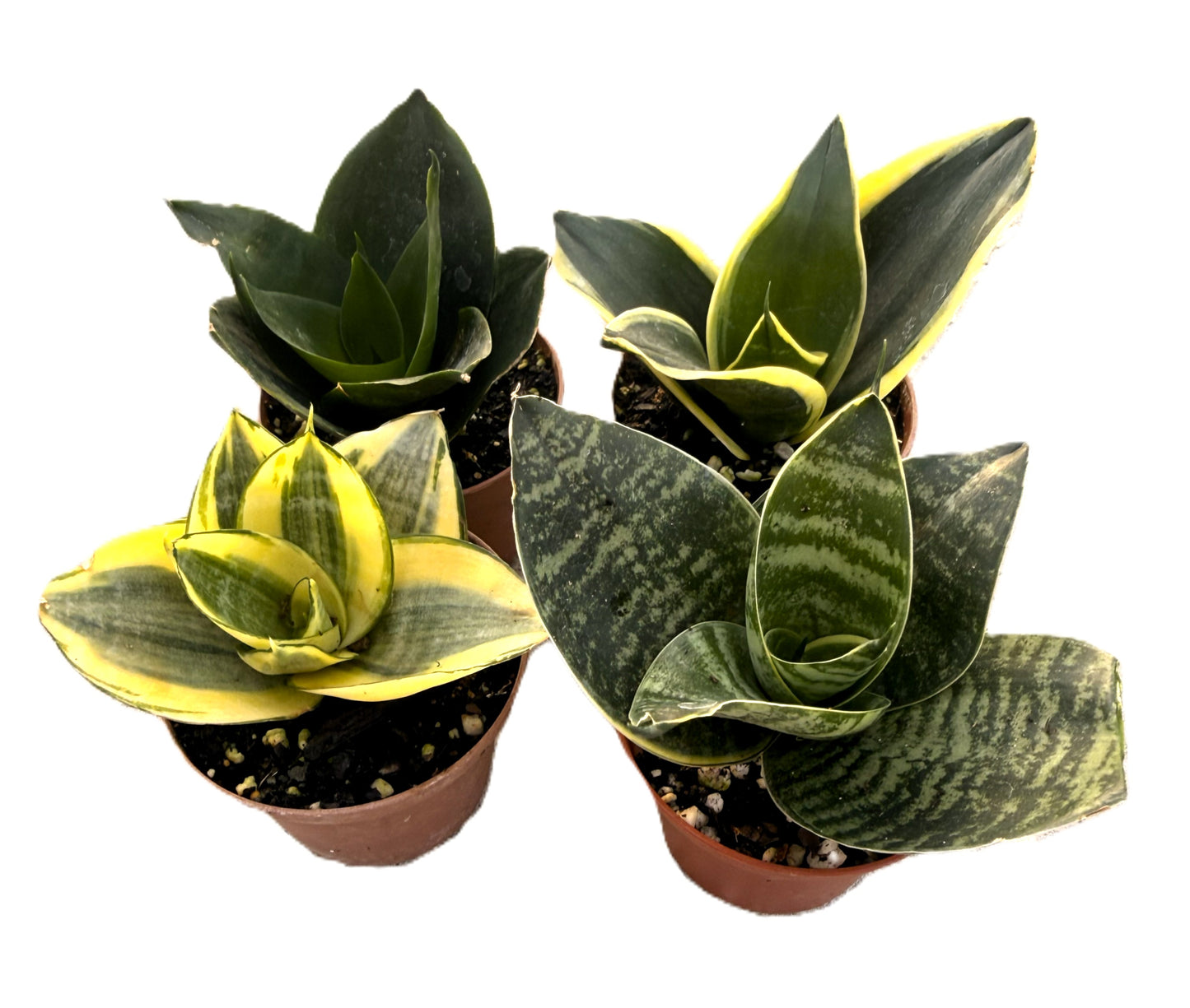 Sansevieria - Snake Plant - 4 Variety Pack - Easy Care - Low Light Tolerant - 'Black Star' - 'Black Jade' - 'Hanhii' - 'Golden Hanhii' - Indoor Houseplant