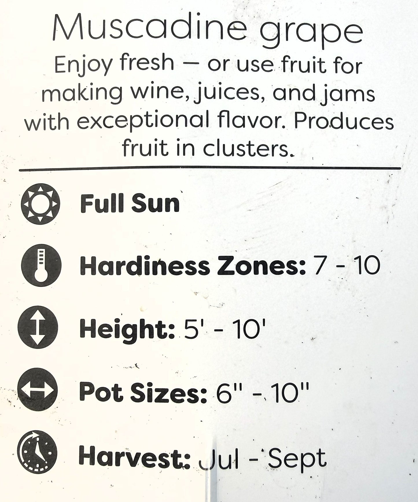 Patio fruits 2