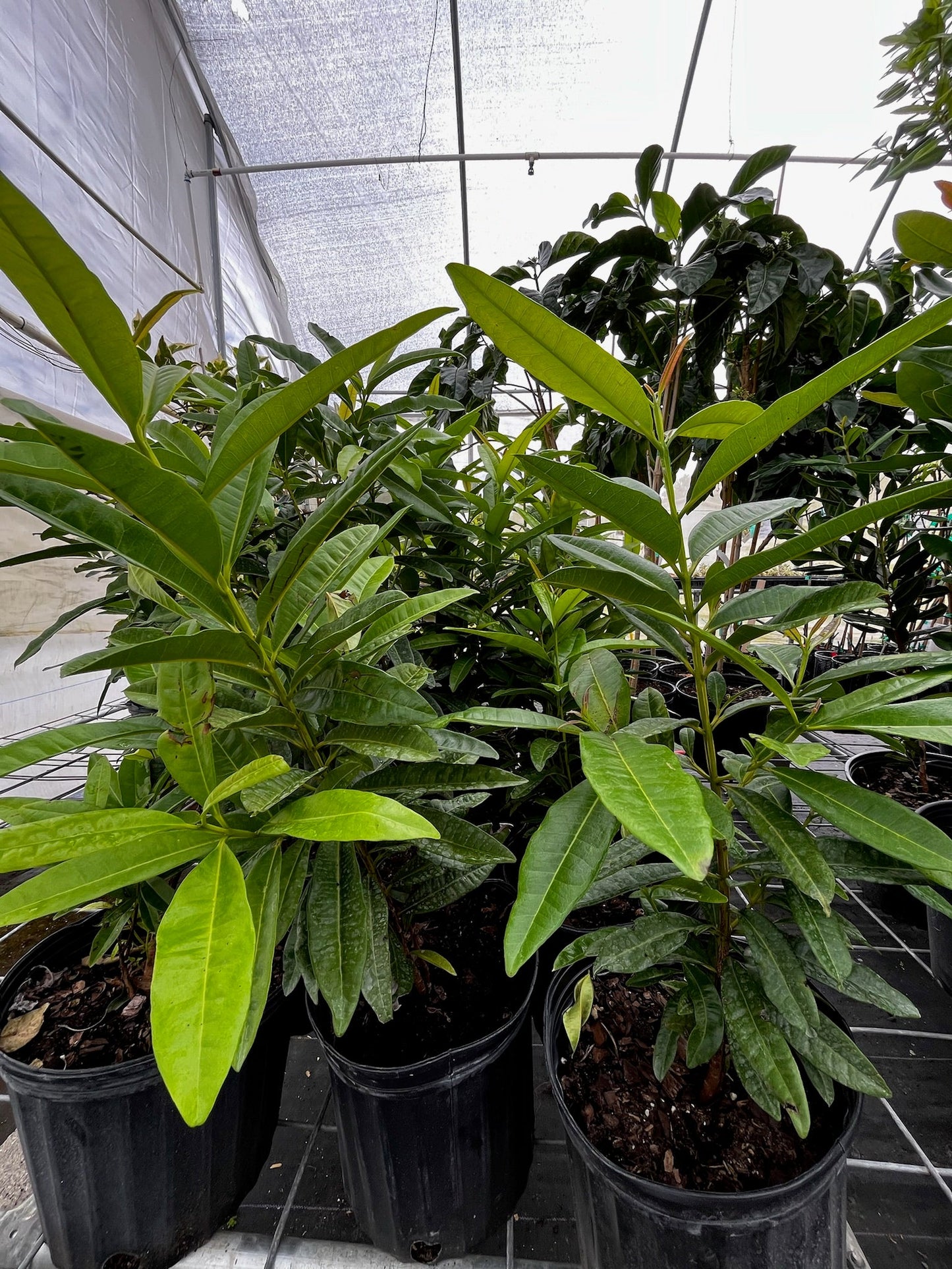 Allspice (Pimenta dioica)