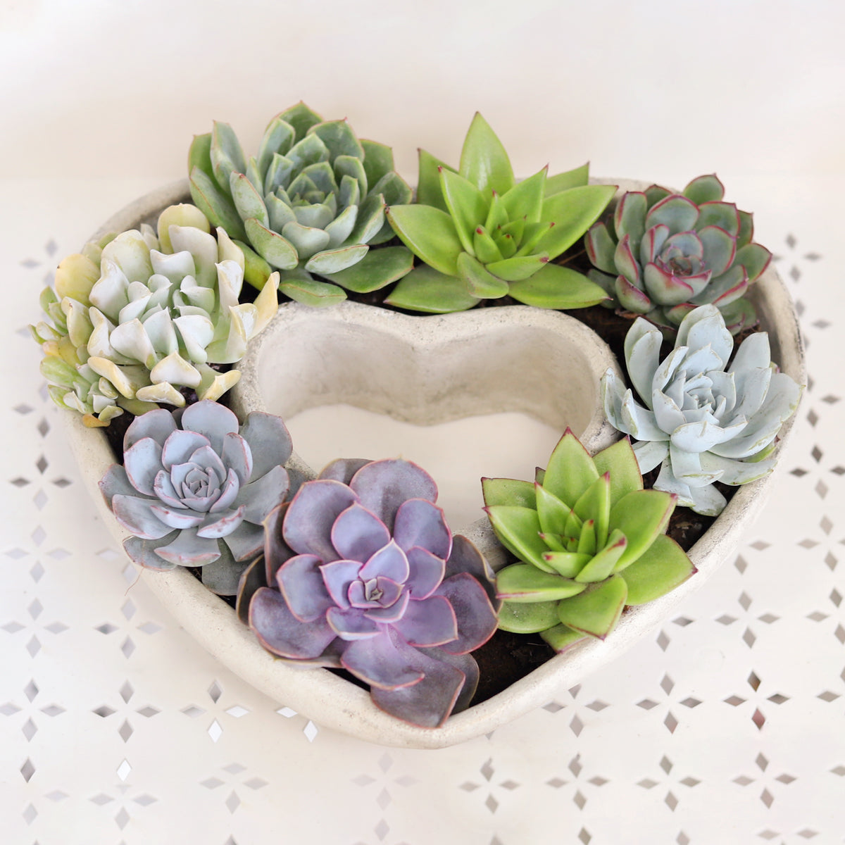 Large Succulent Heart Arrangement