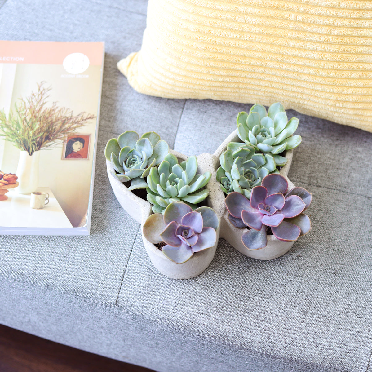 Butterfly Succulent Arrangement