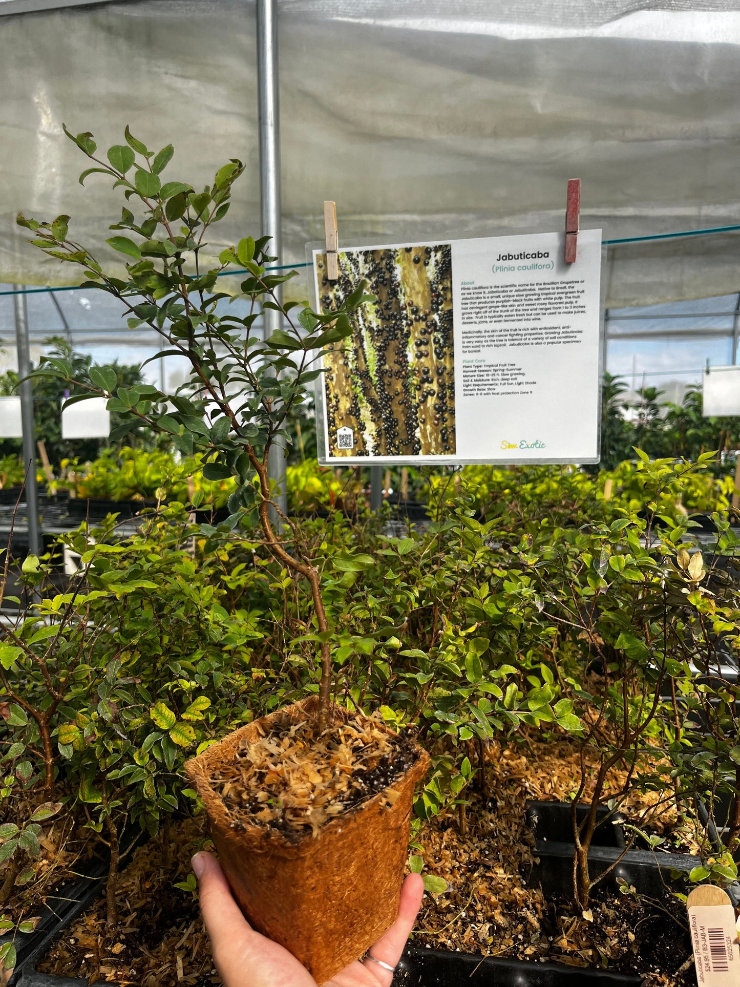 Jabuticaba (Plinia cauliflora)