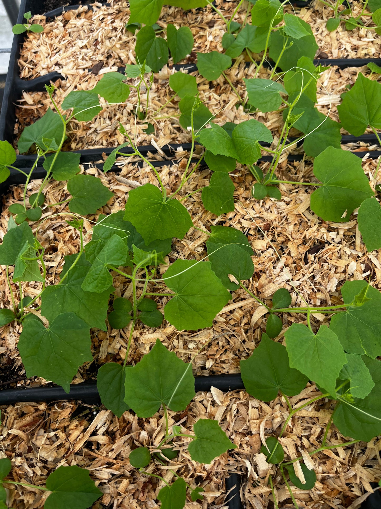 Mouse Melon (Melothria scabra)