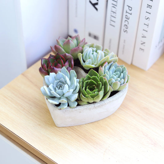 Succulent Heart Arrangement