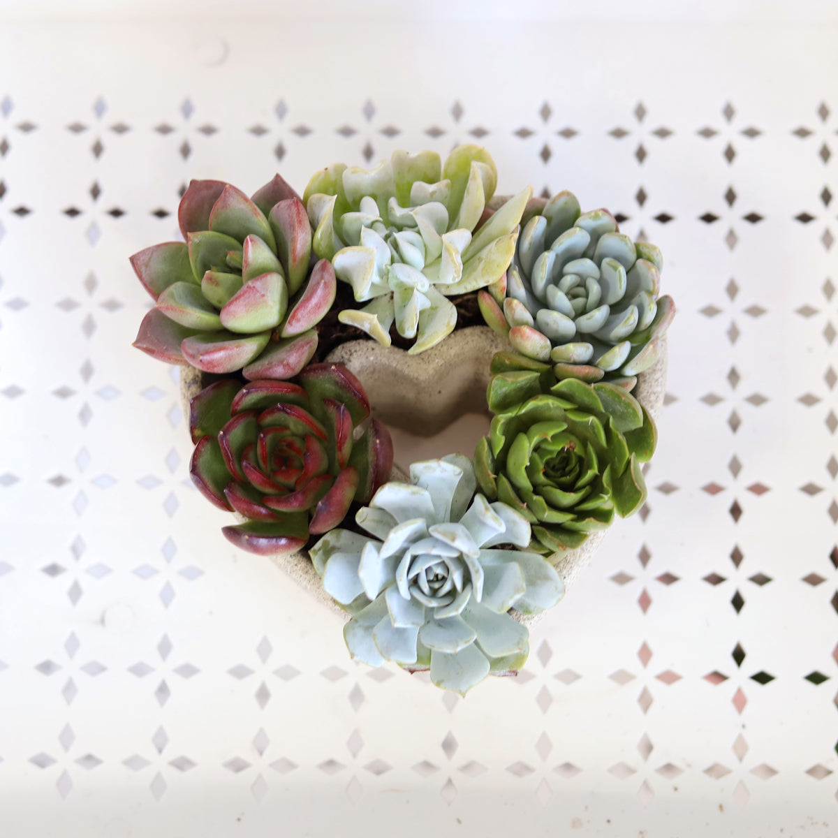 Succulent Heart Arrangement