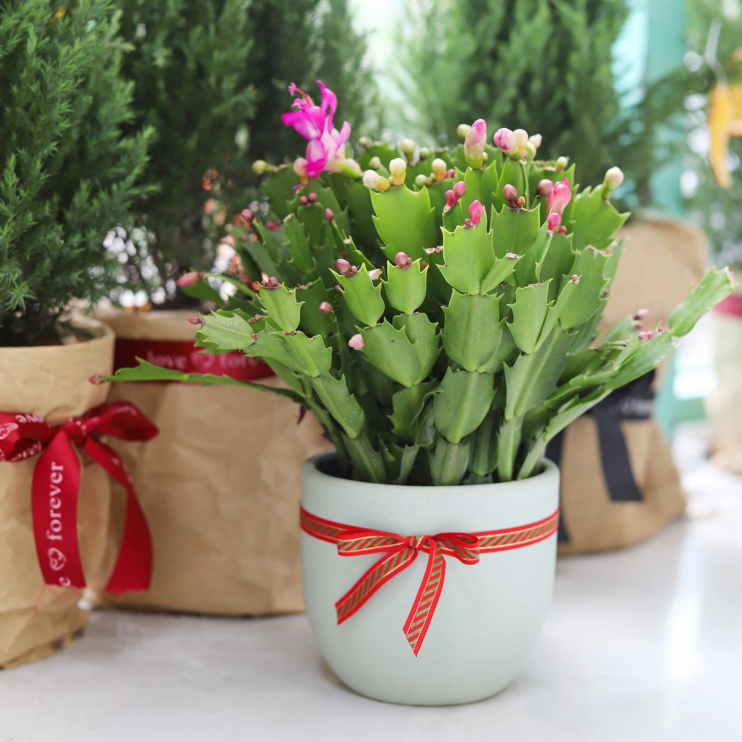 Random Color Christmas Cactus Thanksgiving Cactus