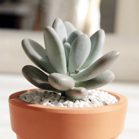 Lavender Pebbles Graptopetalum