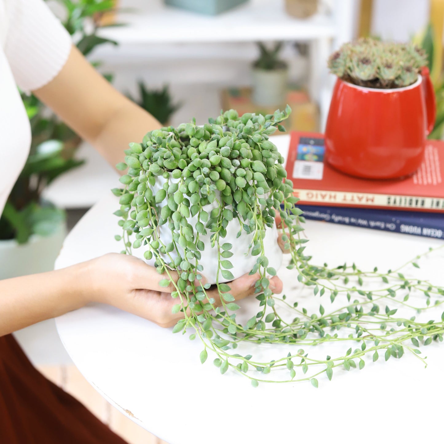 String of Tears Senecio Herreianus