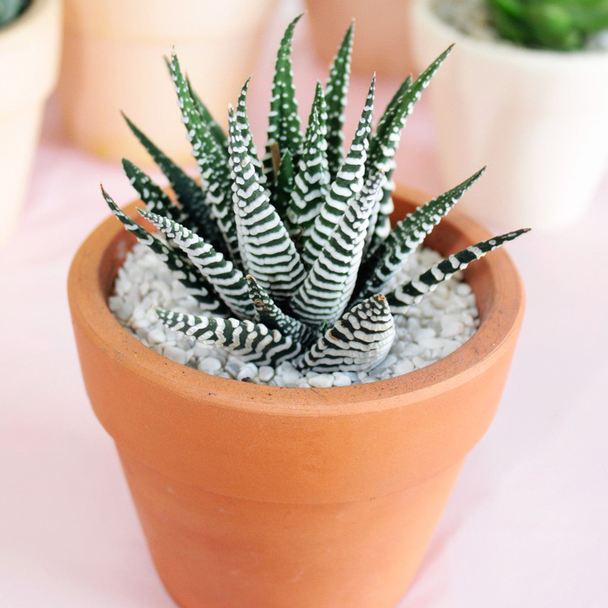 Haworthia Zebra Plant