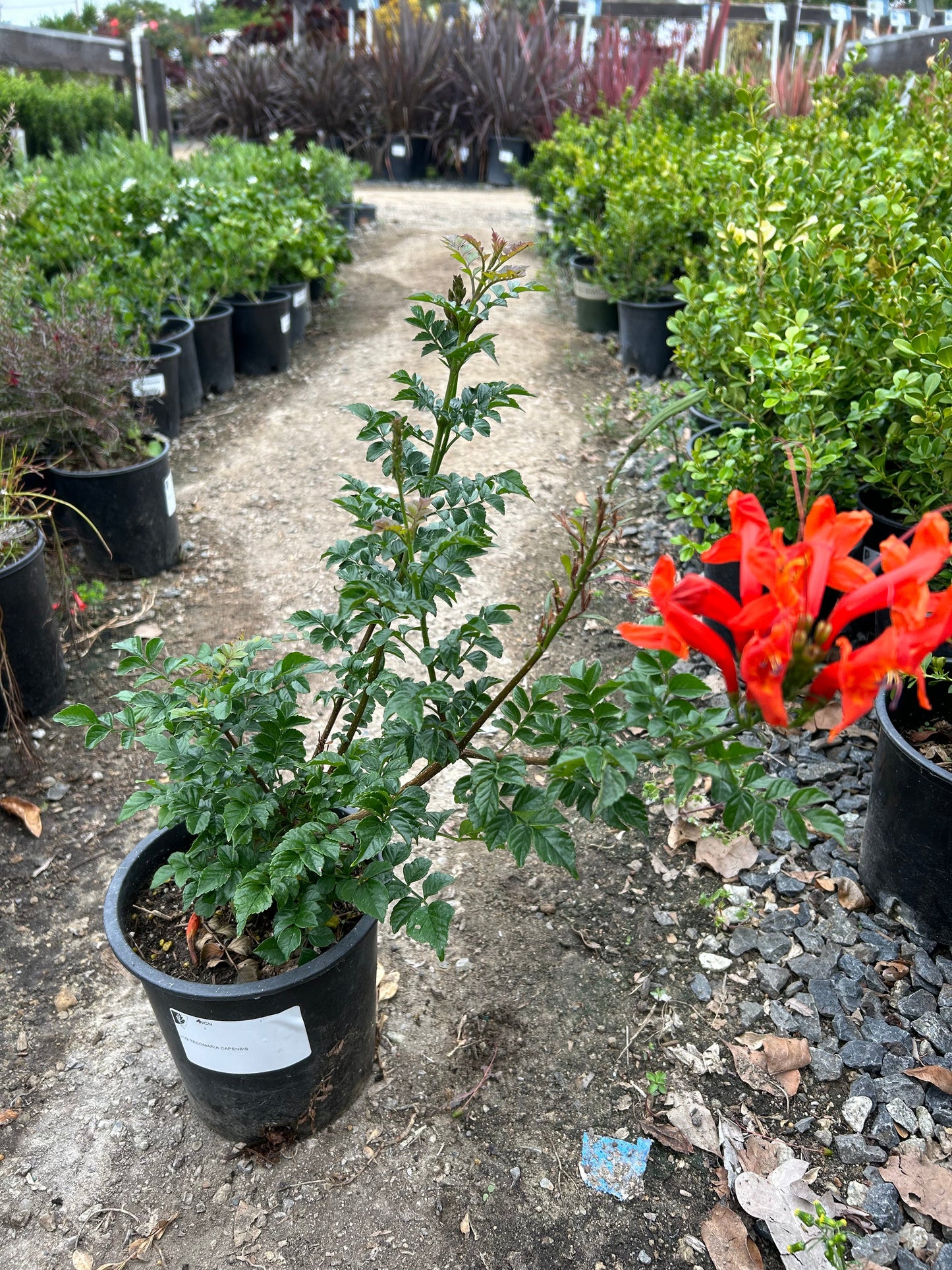Cape Honeysuckle