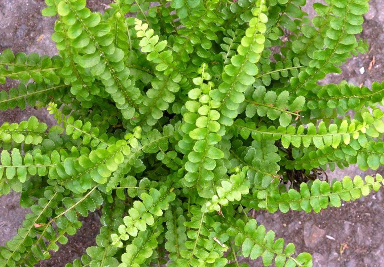 Button Fern (1 Gal.)