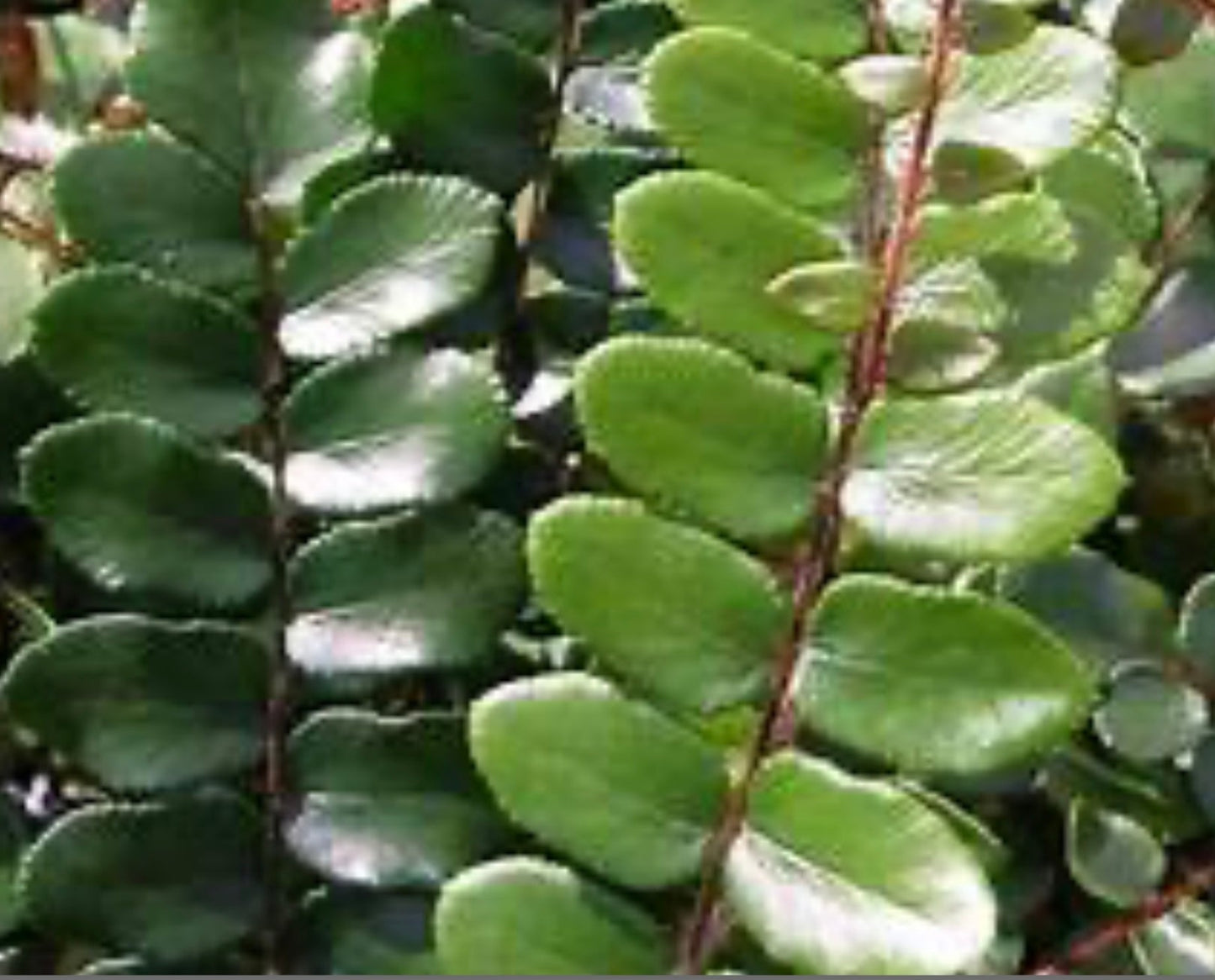 Button Fern (1 Gal.)