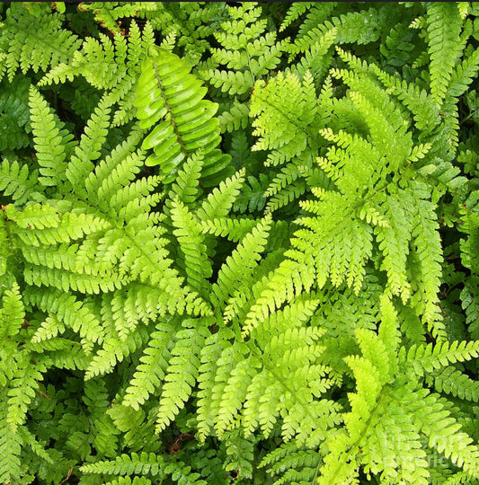 Lace Fern (1 Gal.)