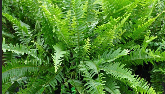 Boston Fern (1 Gal.)